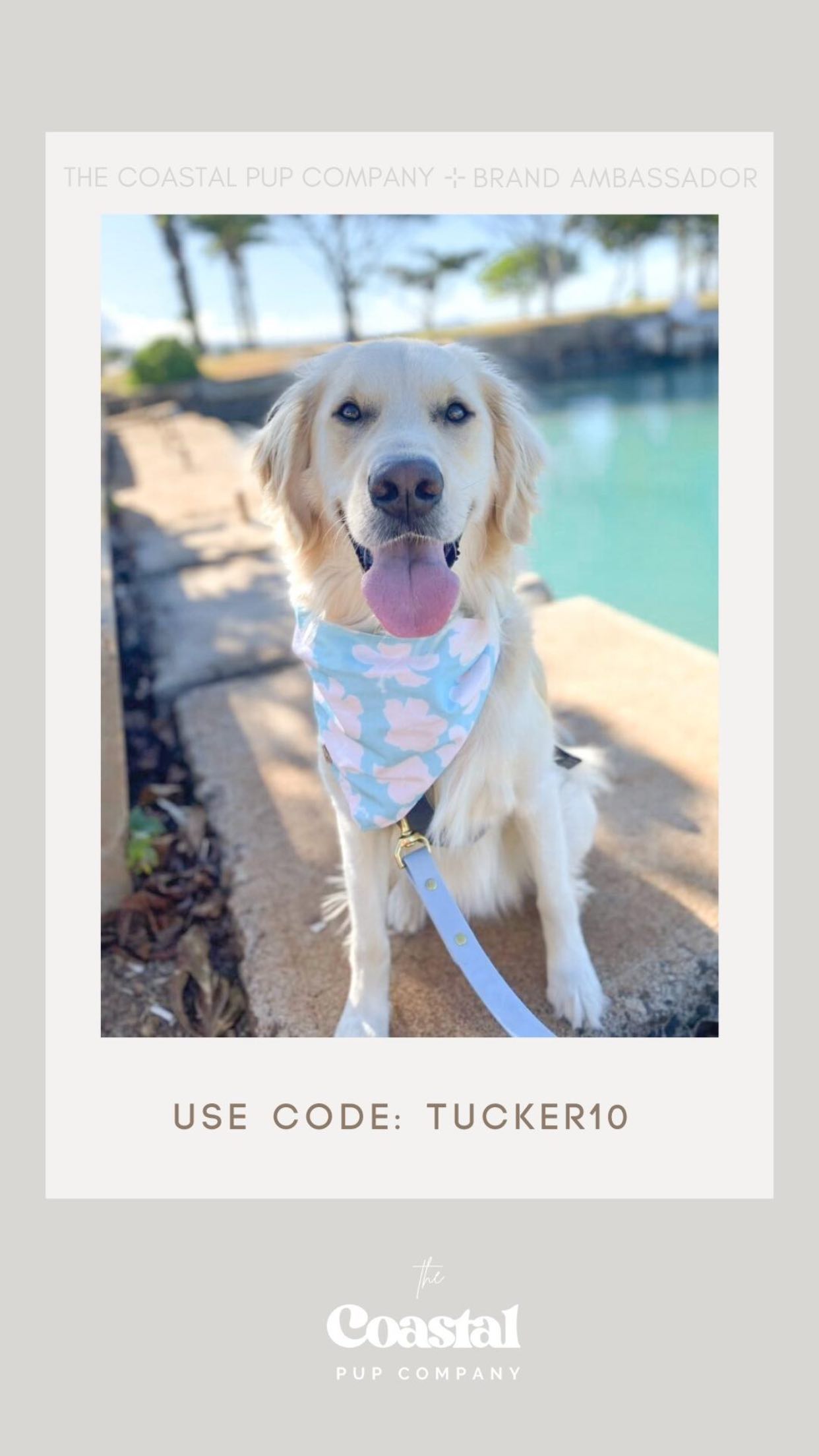 Game Day Bandana – The Coastal Pup Company